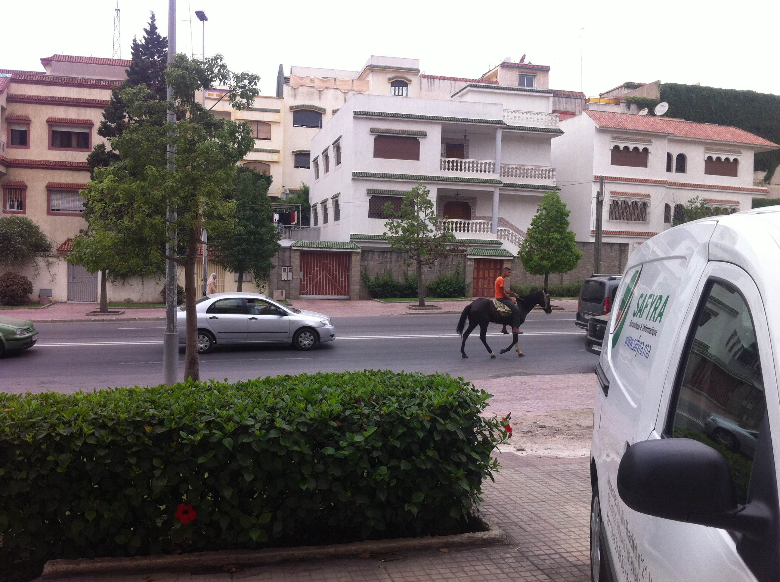 بغال طنجة الكبرى ؟!