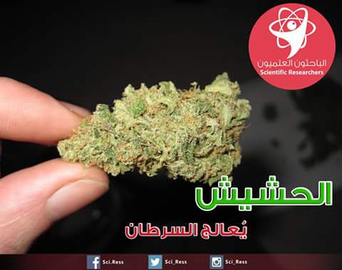 وجهة نظر علمية : الحشيش يُعالج السرطان  !                       