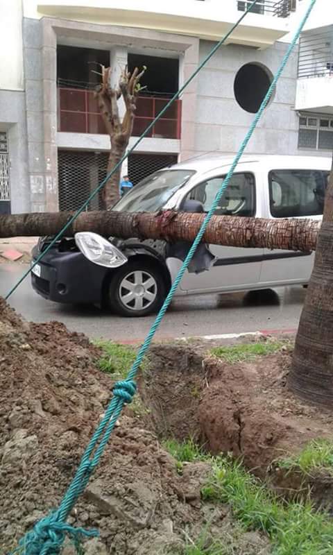 طنجة : نخيل الوالي اليعقوبي يبدأ في تسجيل الحوادث !