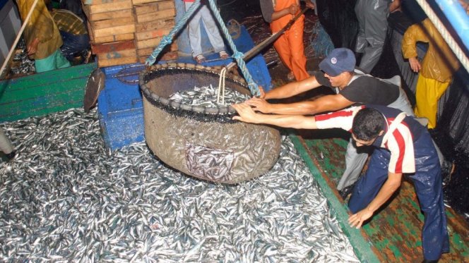 موانئ شمال المغرب تسجل تراجعا في كمية الأسماك المفرغة