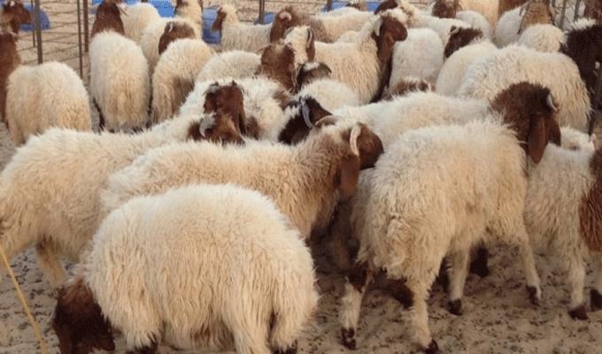 سلطات سبتة تمضي في منع الأضاحي المغربية وتجلب خرفانا من إسبانيا