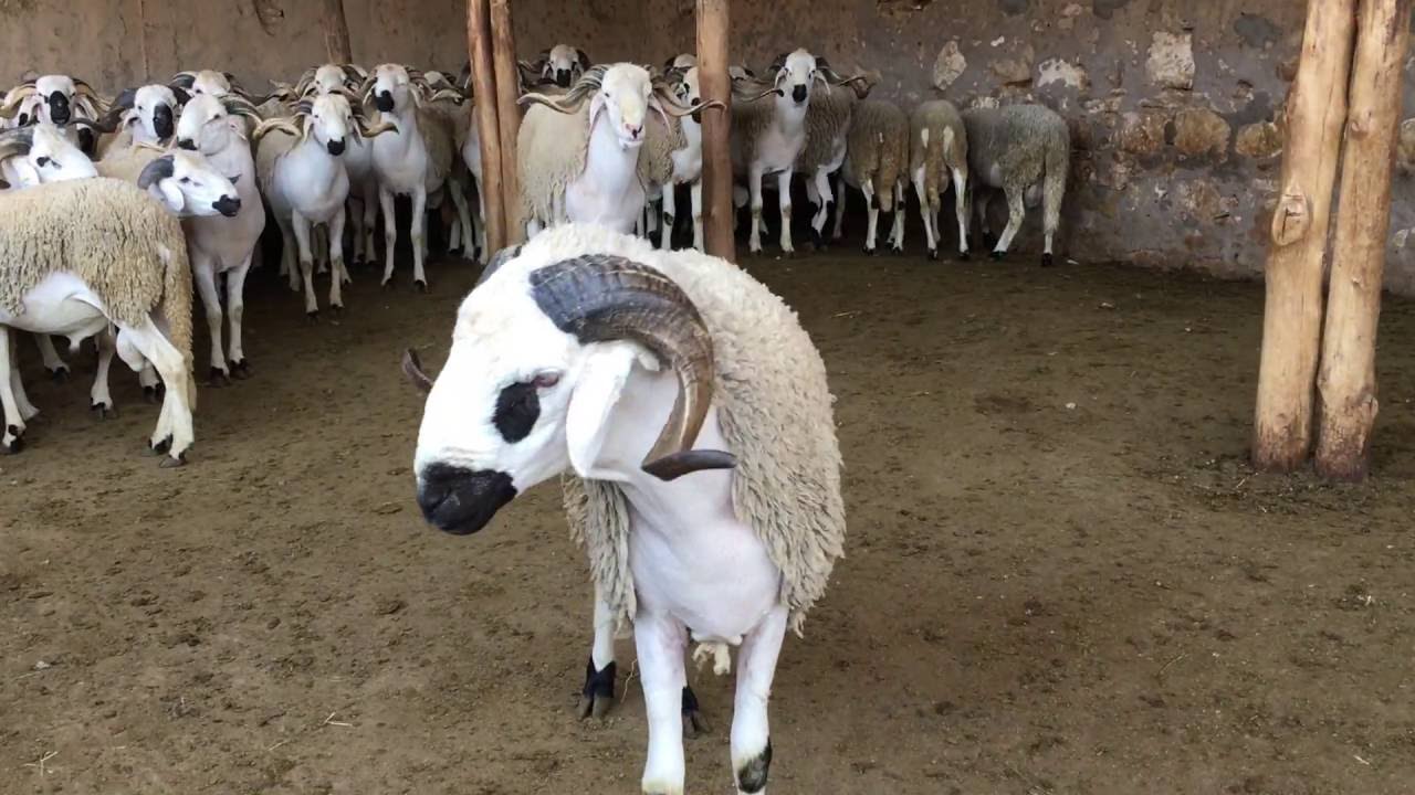 شخص ينتحل صفة شرطي يسرق 13 خروفا بطنجة