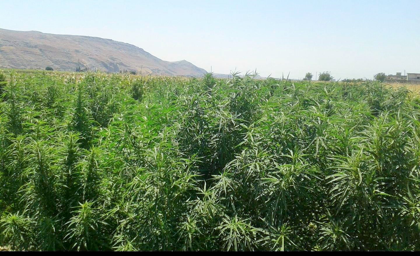 إسبانيا تعتقل مزارعا مغربيا للحشيش!؟