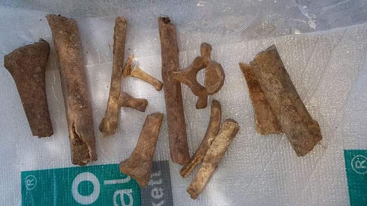 طنجة  : العثور على بقايا عظام بشرية في عملية”إعدام” حدائق المندوبية التاريخية !؟
