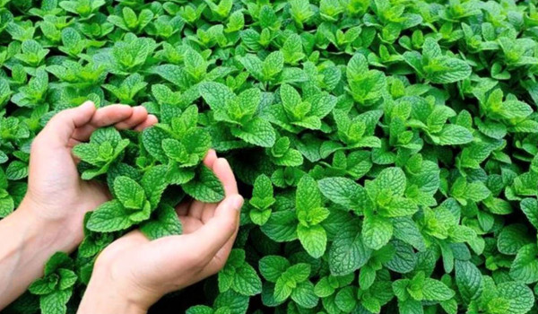 المكتب الوطني للسلامة الصحية للمنتجات الغذائية بحذر من استهلاك النعناع بالشمال !؟ 