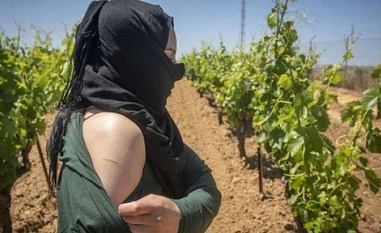 أخصائية نفسانية تميط اللثام عن معاناة العاملات الموسميات المغربيات باسبانيا