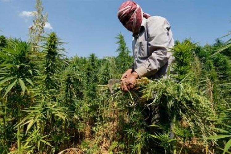البرلمان اللبناني يقر زراعة الحشيش !؟