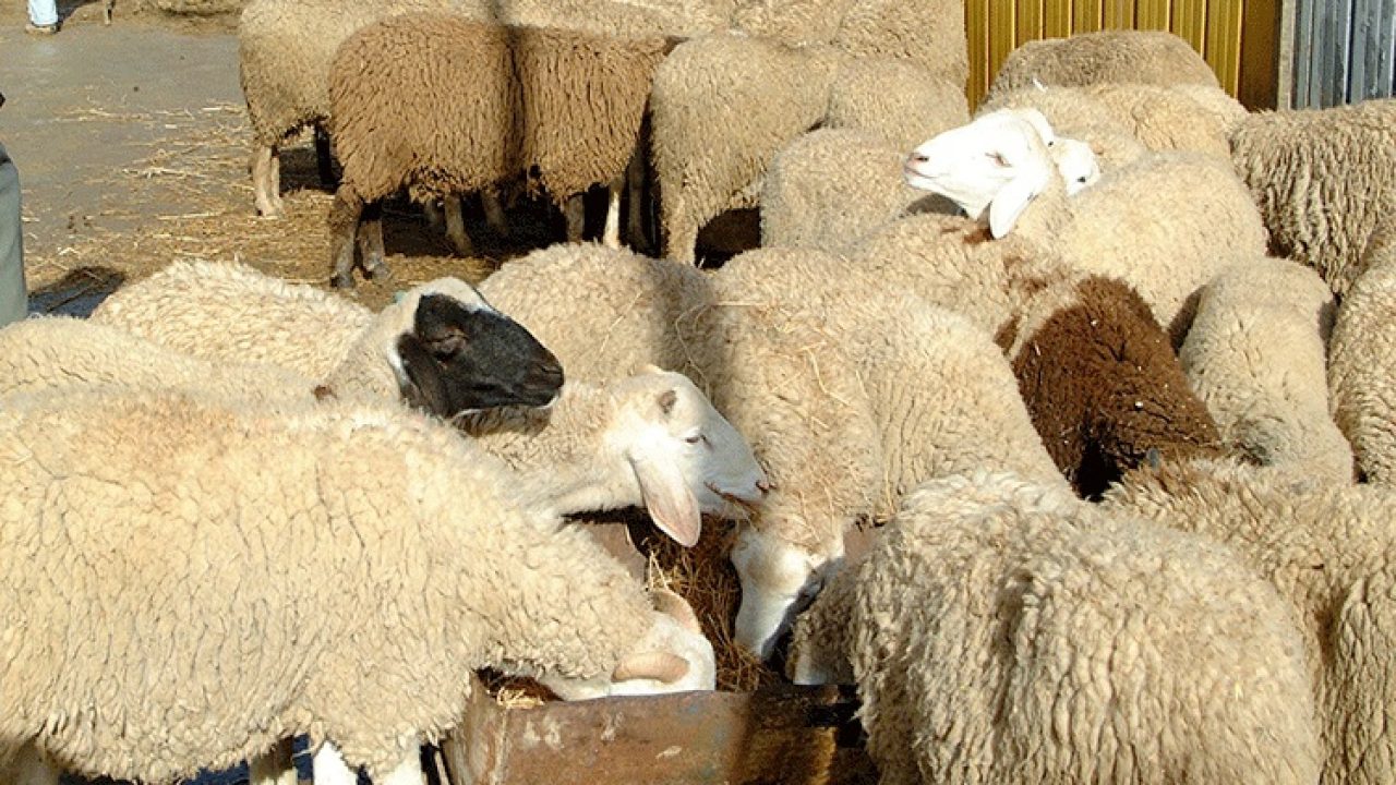 هام من وزارة الأوقاف بشأن عيد الأضحى 