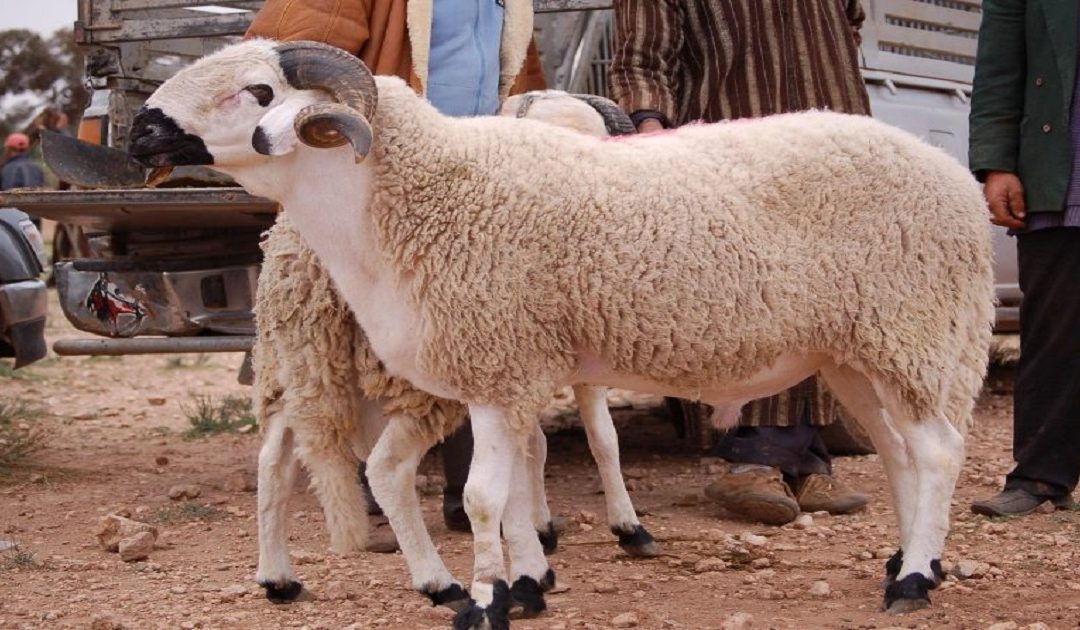هذا هو موعد عيد الأضحى !