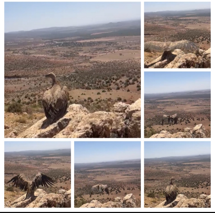 الوكالة الوطنية للمياه والغابات وشركاؤها يعززون حماية الحياة البرية بإنقاذ  نسر وإعادة إطلاقه بجرادة