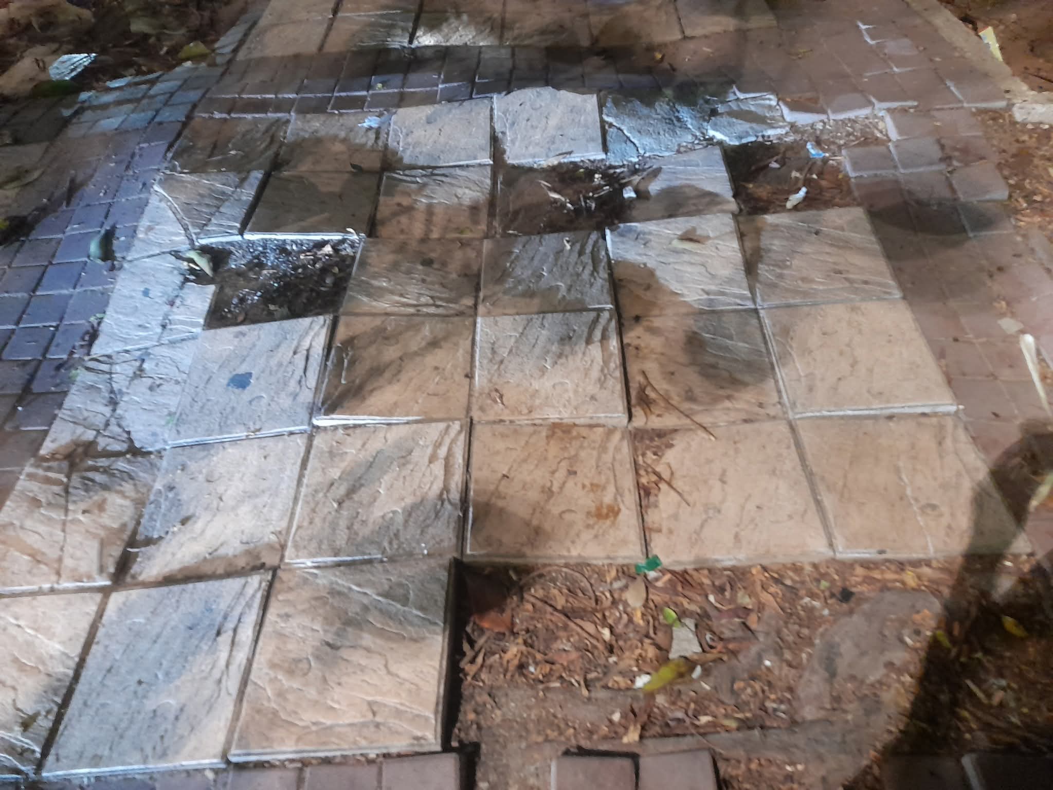 أرصفة الحسيمة.. جذور الأشجار تكسر البلاط وتربك حركة الراجلين!