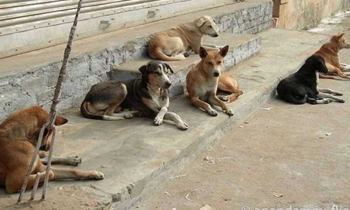 طنجة: كلاب تنهش جسد شخص بحومة إسبانيول وترديه قتيلاً
