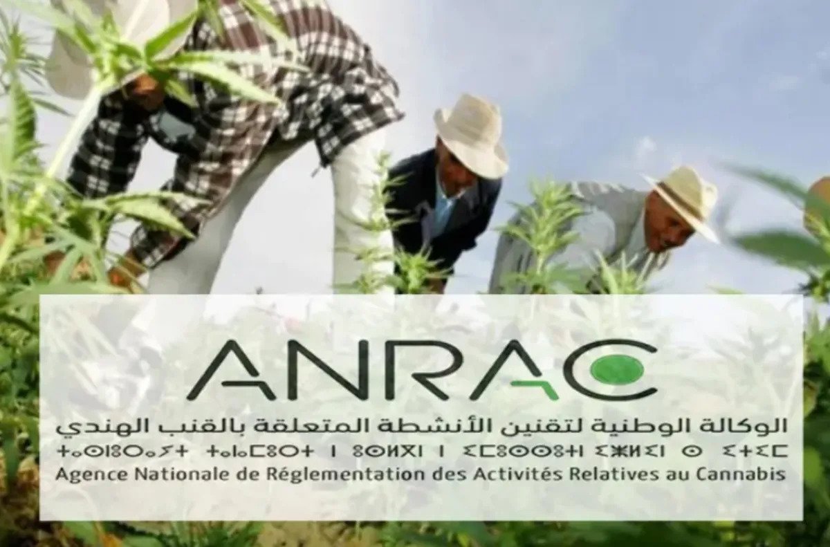 الوكالة تطلق برنامجاً لتكوين مزارعي القنب بتاونات وشفشاون والحسيمة