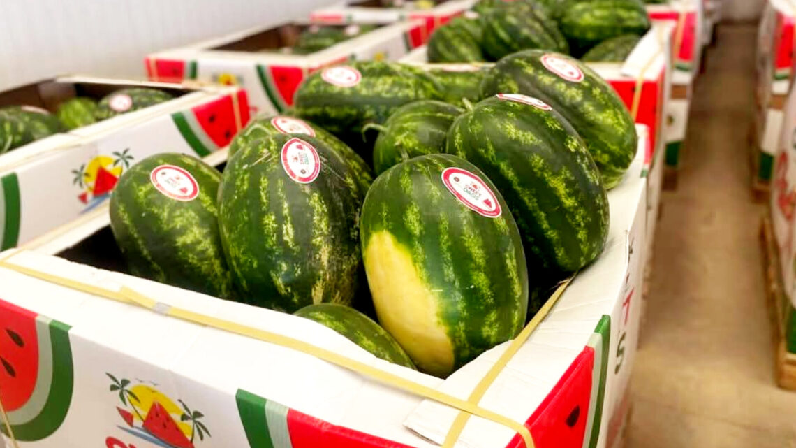 مصدرو الفواكه والخضر يشتكون من العراقيل بميناء طنجة المتوسط