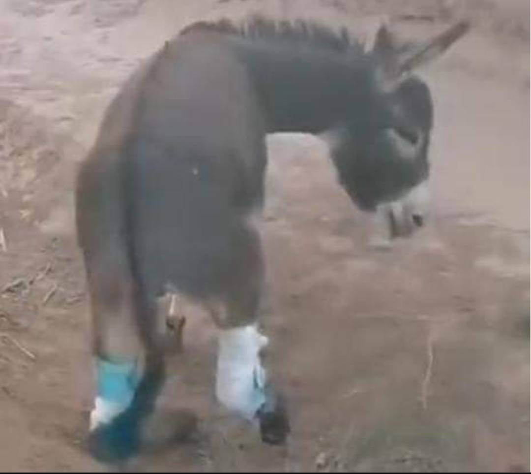 إدانة متهم بالاعتداء على حمار بالصويرة وتعويض مالكه بـ3000 درهم